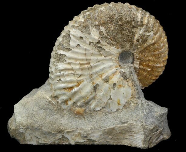 Hoploscaphites (Jeletzkytes) Ammonite Cluster- South Dakota #44021